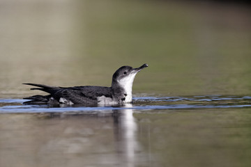 Manx shearwater, Puffinus puffinus