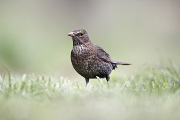 Blackbird, Turdus merula