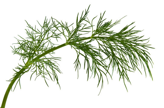 Dill