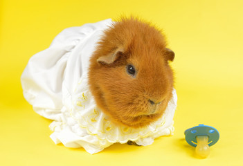 spoiled pig 2