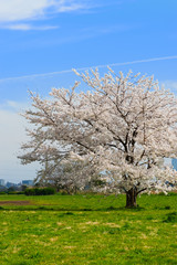 Fototapeta premium 桜-Prunus sp.