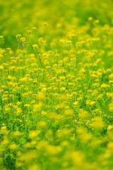 Obraz premium 菜の花-Brassica sp.