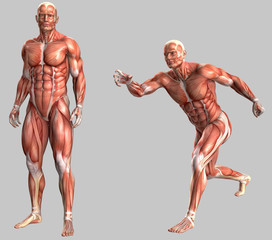 Mensch, anatomisch korrekt mit Muskeln und Sehnen