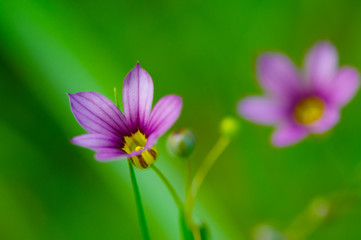 Obraz premium ニワゼキショウ-Sisyrinchium rosulatum
