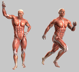 Mensch, anatomisch korrekt mit Muskeln und Sehnen