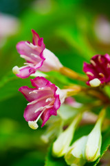 Fototapeta premium ハコネウツギ-Weigela coraeensis
