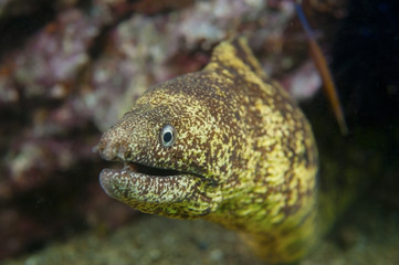 ウツボ-Gymnothorax kidako