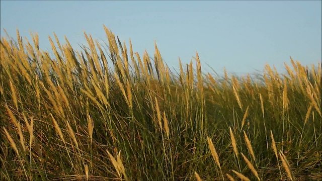 trockene gr&auml;ser im st&uuml;rmischen wind - sommer