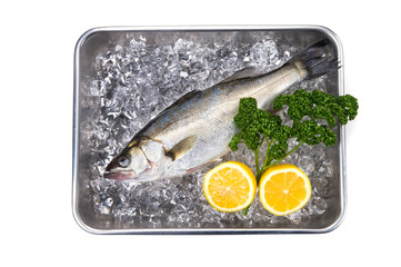 スズキ-Lateolabrax japonicus