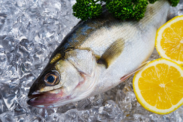 スズキ-Lateolabrax japonicus