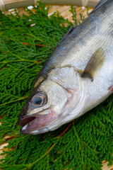 スズキ-Lateolabrax japonicus