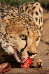 feeding cheetah