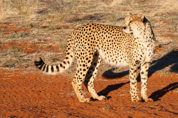 cheetah looking back