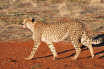 Fototapeta na wymiar cheetah walking