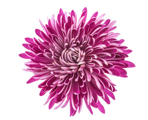 chrysanthemum isolated © ksena32
