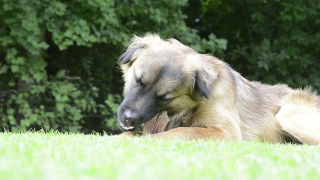 Hund am fressen