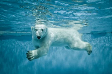 Gordijnen Zwemmen Thalarctos Maritimus (Ursus maritimus) - IJsbeer © Fotokon