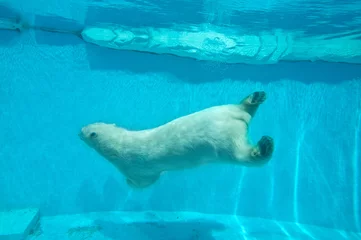 Poster Icebear Swimming Thalarctos Maritimus (Ursus maritimus) - Polar bear