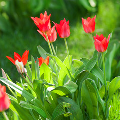 Red tulip on background of green meadow