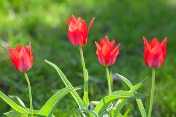 Four red tulip