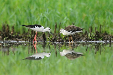 Black-winged Stilt (Himantopus himantopus)