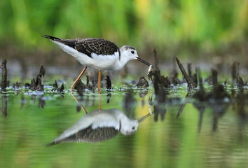 Black-winged Stilt (Himantopus himantopus)