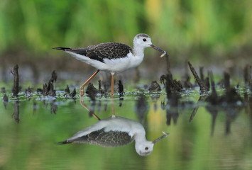 Black-winged Stilt (Himantopus himantopus)