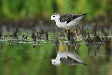 Black-winged Stilt (Himantopus himantopus)