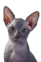 Sphinx cat on white background