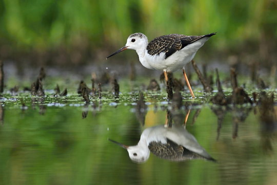 Black-winged Stilt (Himantopus Himantopus)