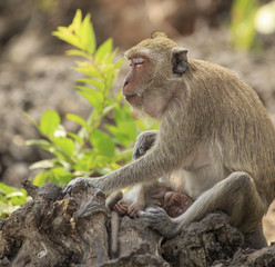 long-tailed macaque on tree