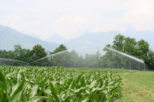 irrigazione su campo di mais