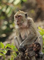 Crab - eating macaque (Macaca irus) mother and baby
