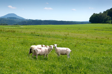 Sheeps in Saxon Switzerland