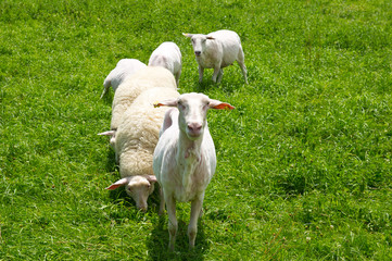 Sheeps in Saxon Switzerland