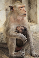 Baby sucking breast mother monkey