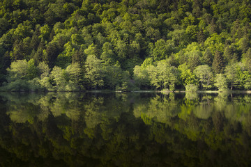 Fototapeta na wymiar reflet de forêt de printemps sur un lac