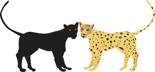 Leopard and Pantera © Massaget