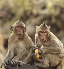 long-tailed macaque eating food