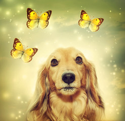 Dachshund dog with butterflies
