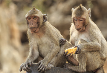 long-tailed macaque eating food