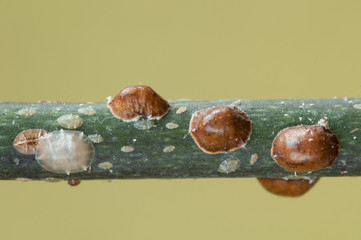 Pflanzenschädling: Schildläuse 4