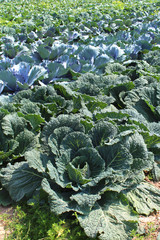 Choux frisés - Brassica oleracea