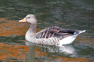 A goose floats on water