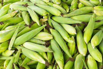 Thai sweet corn