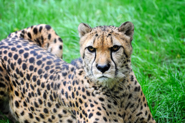 Naklejka na ściany i meble Beautiful cheetah on a green grass