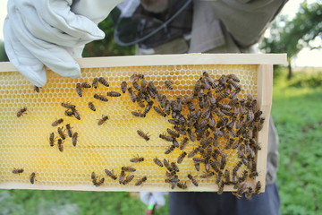 Beekeeper holds frame with honeycomb