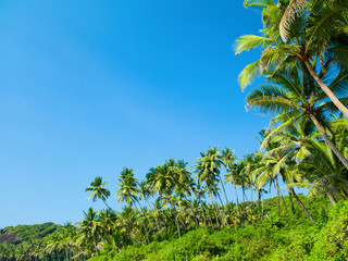 Obraz premium beach with palm trees