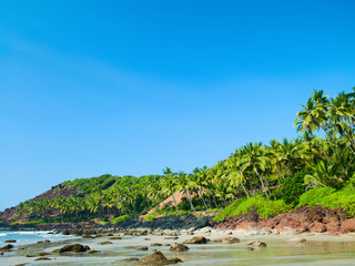 beach with palm trees