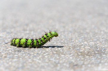 Emperor Moth Caterpillar